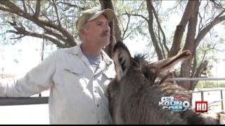 Hoofprints of the Heart makes biggest donkey rescue [upl. by Mil]