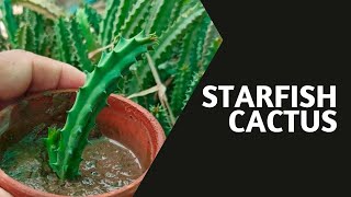 Starfish Cactus Care Guide and Fact [upl. by Turro]