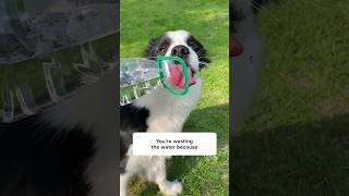 Stop feeding your dog water like this🐶 [upl. by Ernie]