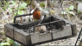 Bird Feeders and Nesting Boxes Live in Switzerlands Live broadcast [upl. by Moazami]