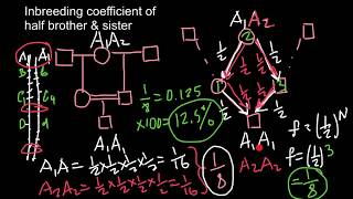 Inbreeding coefficient of half brother and sister [upl. by Aicilf]