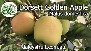 If you want to grow apples in subtropics or a warm climate the Dorsett Golden Apple is perfect [upl. by Idelle]