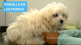 Qué es el moquillo en los perros y cuáles son los síntomas [upl. by Lehcnom]