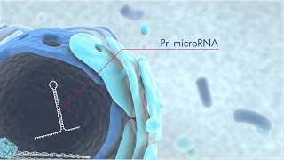 Discover microRNA origins and the latest technology for miRNA research [upl. by Avraham]