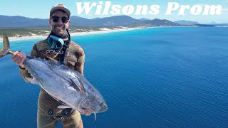 Spearfishing BLUEFIN TUNA in Wilsons Promontory Australia [upl. by Norrehc46]