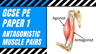 AQA GCSE PE What Is An Antagonistic Pair  Agonist  Antagonist  Muscle Action  Movement [upl. by Einimod]