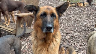 Lily the German Shepherd living with Gracilis Muscle Contracture [upl. by Proctor]