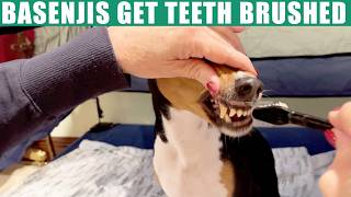 Basenjis Get Teeth Brushed In Tent Bed [upl. by Vevay]