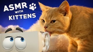 ASMR with KITTENS 🐱 Ear to Ear Purring Goodie Smacking Fur Grooming [upl. by Ambrosius]