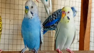 3 Hour Chirping of Parakeet Budgie Birds  Listen to Nature Bird Songs Meditation to Reduce Stress [upl. by Itaws]