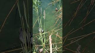 Water birds Lake Constance Switzerland [upl. by Acnaib]