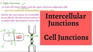 Intercellular Junctions – Cell Junctions [upl. by Nahtaj]