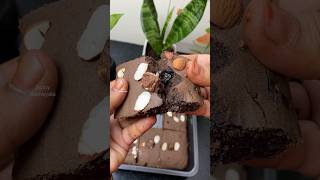 ராகி ப்ரௌனி🍪🍪🍰🎂😋👌 Ragi Brownie recipe 😋👌shorts ragi brownie [upl. by Cioffred]