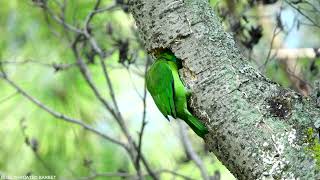 BLUE THROATED BARBET 4K SONY RX10III [upl. by Rives]