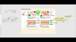 Lecture Video 4 Bone Tissue [upl. by Cynthie]