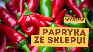 Wysiew papryki ze świeżych nasion Jak siać paprykę ze sklepu na ostatnią chwilę [upl. by Enawyd]