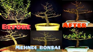 How to Create Bonsai tree at home MehndiHenna Bonsai Tree making How to making shohin bonsai [upl. by Wilkins]