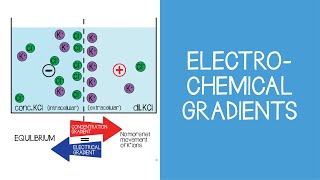 11 Cellular Electrochemical Gradients [upl. by Hastings217]