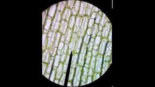 Moving chloroplasts in elodea  living plant cell darrellbarnes darrelldbarnes [upl. by Ytok]