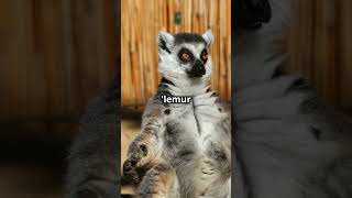 5 Amazing Facts About Ring Tailed Lemurs 2024 10 23 [upl. by Nonnarb]