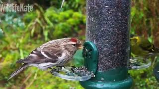 Feb 20 Goldfinch redpoll siskin visitors [upl. by Andrey]