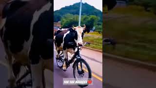 song haridwarvibes newsong music dj love Jay Gau Mata [upl. by Lesig219]