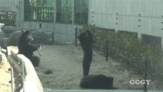 반달곰  Asiatic Black Bear [upl. by Cogan]