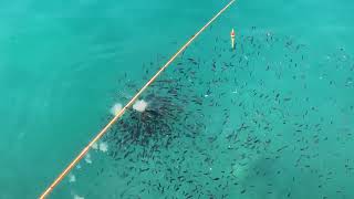 Fishing the marina in Sliema Malta [upl. by Adiv]