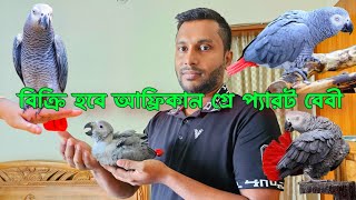 আফ্রিকান গ্রে প্যারট বেবী  African grey parrot baby parrot [upl. by Dahc193]