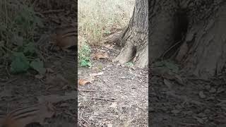 its two chipmunks versus a squirrel 😂🐿️🐿️nature chipmunk animals squirrel wildlife [upl. by Rempe]