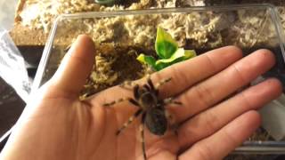 Mexican Red Knee Care Video [upl. by Cheri]