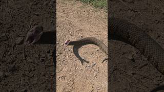 BIG COTTON MOUTH STRIKES sammoore138 snake [upl. by Nessah]