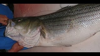 Striped Bass Fishing with Live Eels on a 3Way Rig [upl. by Dihsar]