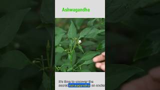 Ashwagandha The Miracle Natural Drug [upl. by Jesh]