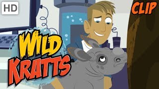 Wild Kratts  Why We Love Nature and Wild Animals [upl. by Nonnag191]