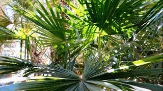 CabbageTree Palm Livistona australis The Living Desert [upl. by Edgell]