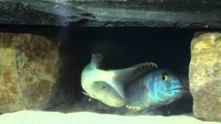 Buccochromis Lepturus [upl. by Dranel296]