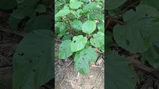 Seedlings of Haldina cordifolia in Rourkela Forest Division Odisha [upl. by Meijer]