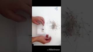 Tuto entomologie libellule [upl. by Oicanata]