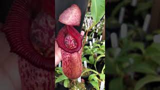 Nepenthes ventricosa x robcantleyi BE 3923 [upl. by Sulienroc85]