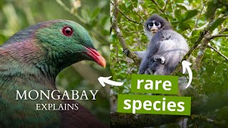 What is an endemic species  Mongabay Explains [upl. by Whyte765]