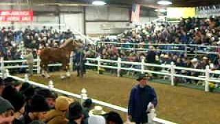 mid america draft horse sale 2011 [upl. by Eliseo394]