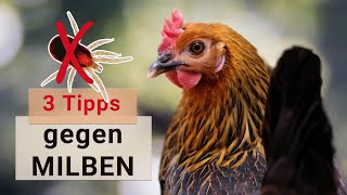 Die besten TIPPS gegen MILBEN im Hühnerstall 🐔 Hühnerhaltung [upl. by Erlinna556]