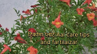 Tikona plant ke liye best khad and care trending terracegarden viralvideo ticoma khaad [upl. by Hotchkiss27]