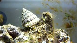 Trochus snail YouTube [upl. by Neddy]