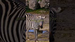 Zebra Essentials Fascinating Facts About Striped Wonders shorts youtubeshorts videoshorts [upl. by Soll]