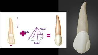 Upper canine quot upper cuspid quot [upl. by Joanna]