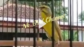 Burung Mozambik Gacor [upl. by Niel]