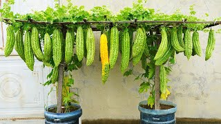 What Vegetables Grow Best on Balconies for Beginners [upl. by Vivl970]