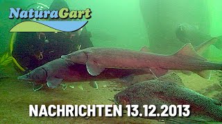 Nachrichten 13122013 Nährstoffe aus Teich entfernen Teichpflege [upl. by Eeliah90]